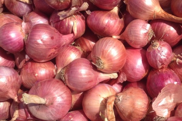 Kraken istand onion